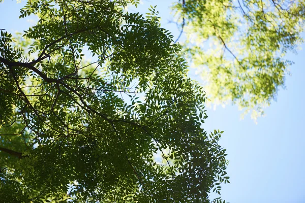 Ramos de árvore verde — Fotografia de Stock