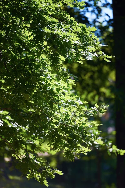 Rami di alberi verdi — Foto Stock
