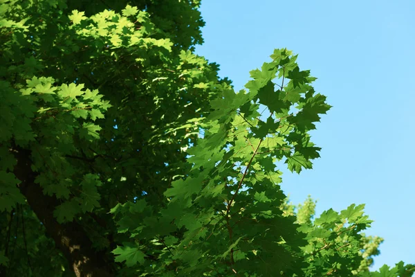 Yeşil ağaç dalları — Stok fotoğraf