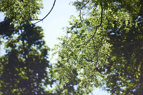 Groene takken — Stockfoto