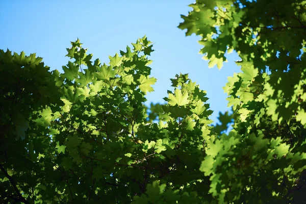 Ramas de árboles verdes —  Fotos de Stock