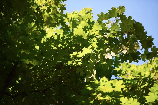 Gröna trädgrenar — Stockfoto