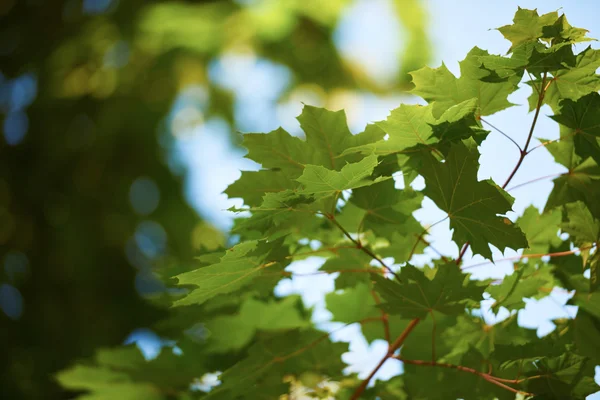 Green tree branches — Stock Photo, Image