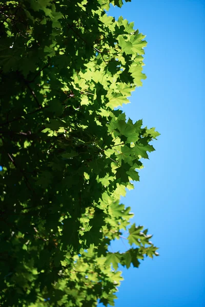 Zöld fa ágai — Stock Fotó