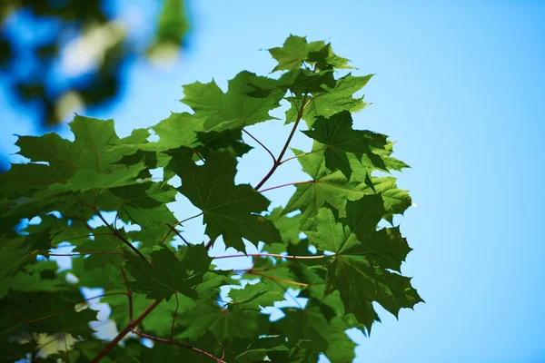 Πράσινο δέντρο κλάδους — Φωτογραφία Αρχείου
