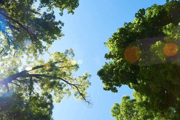녹색 나무 가지 — 스톡 사진