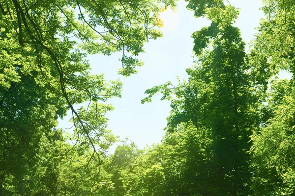 Zielone gałęzie — Zdjęcie stockowe