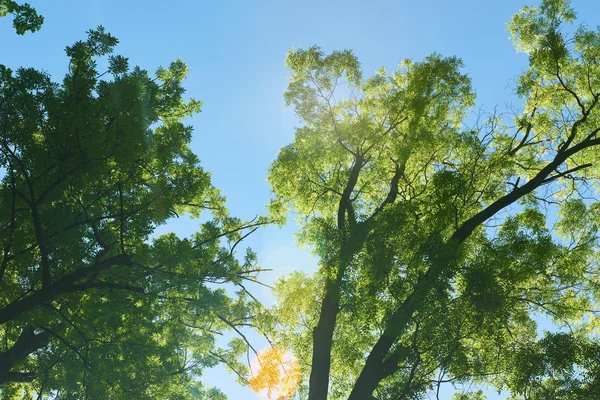 Grüne Äste — Stockfoto