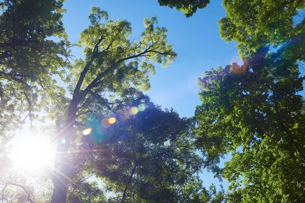 Green tree branches — Stock Photo, Image