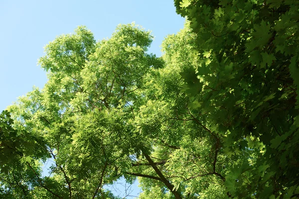 Πράσινο δέντρο κλάδους — Φωτογραφία Αρχείου