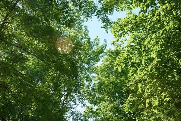 Green tree branches — Stock Photo, Image