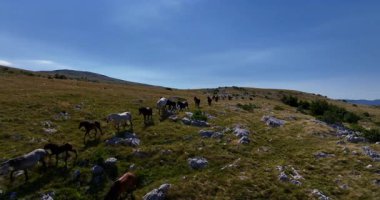 Uçsuz bucaksız yeşil düzlüklerde koşan bir grup, macera, seyahat, liderlik, özgürlük ve doğanın güzelliğini sembolize ediyor. Sinematik ağır çekim