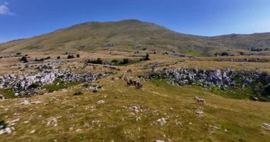 Uçsuz bucaksız yeşil düzlüklerde koşan bir grup, macera, seyahat, liderlik, özgürlük ve doğanın güzelliğini sembolize ediyor. Sinematik ağır çekim