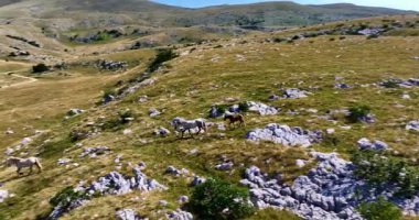 Uçsuz bucaksız yeşil düzlüklerde koşan bir grup, macera, seyahat, liderlik, özgürlük ve doğanın güzelliğini sembolize ediyor. Sinematik ağır çekim