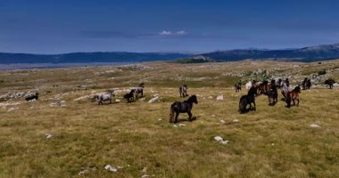 Uçsuz bucaksız yeşil düzlüklerde koşan bir grup, macera, seyahat, liderlik, özgürlük ve doğanın güzelliğini sembolize ediyor. Sinematik ağır çekim
