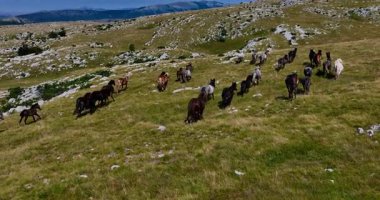 Uçsuz bucaksız yeşil düzlüklerde koşan bir grup, macera, seyahat, liderlik, özgürlük ve doğanın güzelliğini sembolize ediyor. Sinematik ağır çekim