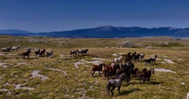 Uçsuz bucaksız yeşil düzlüklerde koşan bir grup, macera, seyahat, liderlik, özgürlük ve doğanın güzelliğini sembolize ediyor. Sinematik ağır çekim