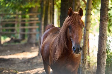 Güzel bir kestane atı, gün ışığıyla yıkanmış bir ormanda duruyor. Bu görüntü binicilik, doğa ya da hayvan temalı projeler için mükemmel, sükunet duygusu ve güzelliği aktarmak için.