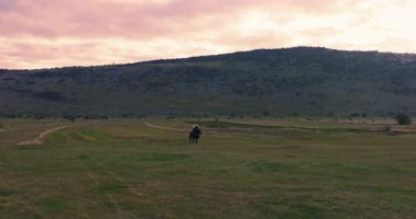 Büyük siyah bir at üzerindeki bir Viking savaşçısının sinematik hava drone 'u günbatımında dramatik bir manzarayı inceler, Antik keşif, macera ve ruhun kürk pelerinini giyer.