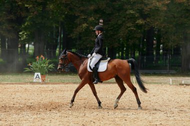 Bir at ve binici, açık hava arenasında bir binicilik yarışında yarışıyor. Bu görüntü binicilik sporları, eğitim ve binicilik arasındaki bağı göstermek için mükemmel. Kullanım için ideal