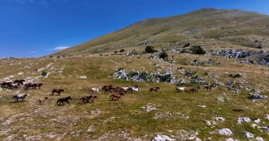 Uçsuz bucaksız yeşil düzlüklerde koşan bir grup, macera, seyahat, liderlik, özgürlük ve doğanın güzelliğini sembolize ediyor. Sinematik ağır çekim