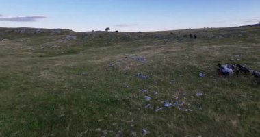 Uçsuz bucaksız yeşil düzlüklerde koşan bir grup, macera, seyahat, liderlik, özgürlük ve doğanın güzelliğini sembolize ediyor. Sinematik ağır çekim