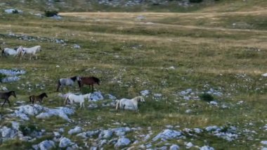 Uçsuz bucaksız yeşil düzlüklerde koşan bir grup, macera, seyahat, liderlik, özgürlük ve doğanın güzelliğini sembolize ediyor. Sinematik ağır çekim