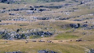 Uçsuz bucaksız yeşil düzlüklerde koşan bir grup, macera, seyahat, liderlik, özgürlük ve doğanın güzelliğini sembolize ediyor. Sinematik ağır çekim