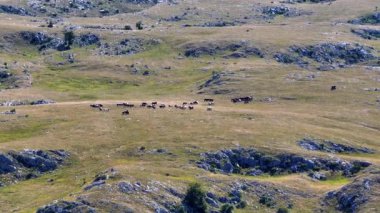 Uçsuz bucaksız yeşil düzlüklerde koşan bir grup, macera, seyahat, liderlik, özgürlük ve doğanın güzelliğini sembolize ediyor. Sinematik ağır çekim
