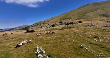 Uçsuz bucaksız yeşil düzlüklerde koşan bir grup, macera, seyahat, liderlik, özgürlük ve doğanın güzelliğini sembolize ediyor. Sinematik ağır çekim