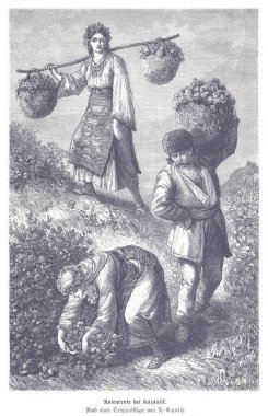 Üç kadının çiçek topladığı, çiçek açan yamaçta büyük sepetler taşıdığı eski moda gravür sahnesi. Emek, toplum ve mevsimsel yaşamı aktaran nostaljik bir kırsal an.