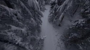 İnsansız hava aracı görüntüleri, el değmemiş bir kış ormanının huzur veren güzelliğini gözler önüne seriyor. Yumuşak, gri bir gökyüzünün altında, sayısız yeşil çam ağacı ağır bir şekilde bembeyaz karla örtülmüş. Huzur ve doğal yaşamı çağrıştırıyor.