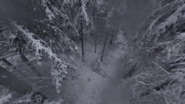 İnsansız hava aracı görüntüleri, el değmemiş bir kış ormanının huzur veren güzelliğini gözler önüne seriyor. Yumuşak, gri bir gökyüzünün altında, sayısız yeşil çam ağacı ağır bir şekilde bembeyaz karla örtülmüş. Huzur ve doğal yaşamı çağrıştırıyor.