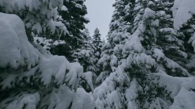 İnsansız hava aracı görüntüleri, el değmemiş bir kış ormanının huzur veren güzelliğini gözler önüne seriyor. Yumuşak, gri bir gökyüzünün altında, sayısız yeşil çam ağacı ağır bir şekilde bembeyaz karla örtülmüş. Huzur ve doğal yaşamı çağrıştırıyor.