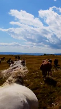 Dikey FPV insansız hava aracı vahşi atların dağılmış bulutlarla dolu güzel mavi bir gökyüzü altında engebeli bir dağ manzarasında dörtnala koşarken çektiği yavaş çekim görüntüleri. Bu çarpıcı sahne ham olanı yakalar.