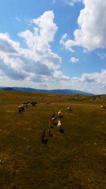 Dikey FPV insansız hava aracı vahşi atların dağılmış bulutlarla dolu güzel mavi bir gökyüzü altında engebeli bir dağ manzarasında dörtnala koşarken çektiği yavaş çekim görüntüleri. Bu çarpıcı sahne ham olanı yakalar.