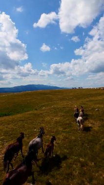 Dikey FPV insansız hava aracı vahşi atların dağılmış bulutlarla dolu güzel mavi bir gökyüzü altında engebeli bir dağ manzarasında dörtnala koşarken çektiği yavaş çekim görüntüleri. Bu çarpıcı sahne ham olanı yakalar.