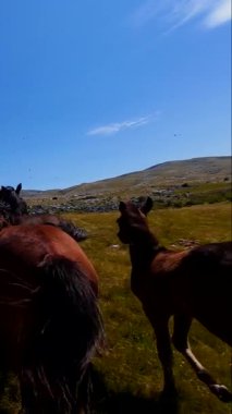 Dikey FPV insansız hava aracı vahşi atların dağılmış bulutlarla dolu güzel mavi bir gökyüzü altında engebeli bir dağ manzarasında dörtnala koşarken çektiği yavaş çekim görüntüleri. Bu çarpıcı sahne ham olanı yakalar.