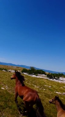Dikey FPV insansız hava aracı vahşi atların dağılmış bulutlarla dolu güzel mavi bir gökyüzü altında engebeli bir dağ manzarasında dörtnala koşarken çektiği yavaş çekim görüntüleri. Bu çarpıcı sahne ham olanı yakalar.