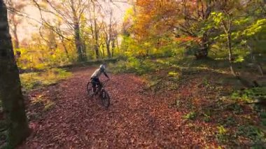 Bir dağ bisikletçisini yakalamak güzel bir sonbahar orman patikasında yolculuk yapmak. Güneş ışığı renkli ağaçların arasından süzülür. Düşen yapraklarla kaplı yolu aydınlatır. Aktif bir yapıyı aydınlatır.