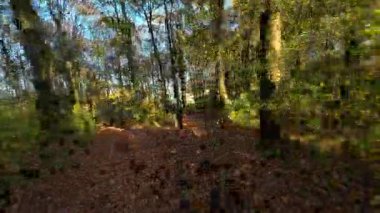 Bir dağ bisikletçisini yakalamak güzel bir sonbahar orman patikasında yolculuk yapmak. Güneş ışığı renkli ağaçların arasından süzülür. Düşen yapraklarla kaplı yolu aydınlatır. Aktif bir yapıyı aydınlatır.