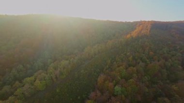Bir sonbahar ormanının nefes kesici güzelliğini havadan görmek. Sıcak, altın güneş ışığı, çeşitli ağaçların üzerine parlak bir ışık saçıyor ve parlak bir mercek parlaması yaratıyor. Huzurlu bir doğal