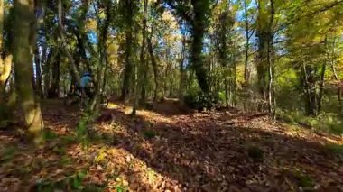 Aktif bir insan, sonbaharda manzaralı bir orman patikasında eğlenceli bir dağ bisikleti yolculuğundan hoşlanır. Güneş ışığı renkli gölgeliklerden süzülür, düşen yapraklarla kaplı yolu aydınlatır.