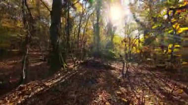 Bir dağ bisikletçisi güneşli bir sonbahar ormanında keyifli bir yolculuk yapar. Titrek sonbahar yeşilliği ve altın ışık, açık hava macerası ve sporun neşesini vurgulayan pitoresk bir sahne yaratır.