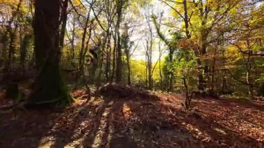 Canlı bir sonbahar ormanında dinamik bir patikada gezinen bir dağ bisikletçisinin heyecanını yaşayın. Aktif bir açık hava yaşam tarzını vurgulayan, renkli yapraklar arasından güneş ışığı filtreleri.