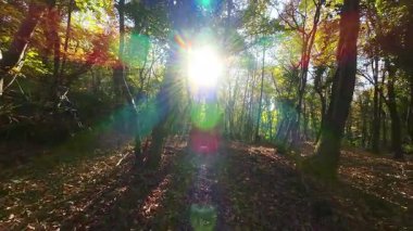 Bir dağ bisikletçisi canlı bir sonbahar ormanında zorlu bir patikada yol alır. Aktif açık hava sporunun tadını çıkarırken, kökleri ve düşmüş yaprakların üzerinde sürerler, doğanın heyecanını ve egzersizlerini yaşarlar..