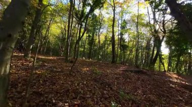 Aktif bir insan, sonbaharda manzaralı bir orman patikasında eğlenceli bir dağ bisikleti yolculuğundan hoşlanır. Güneş ışığı renkli gölgeliklerden süzülür, düşen yapraklarla kaplı yolu aydınlatır.