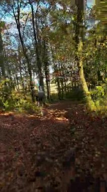 Bir dağ bisikletçisini yakalamak güzel bir sonbahar orman patikasında yolculuk yapmak. Güneş ışığı renkli ağaçların arasından süzülür. Düşen yapraklarla kaplı yolu aydınlatır. Aktif bir yapıyı aydınlatır.