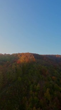 Gökyüzü perspektifi, sonbahar yeşilliklerinin çarpıcı güzelliğini yakalar. Ağaçlar, parlak mavi gökyüzünün altında, parlak bir renk paleti sergiler..