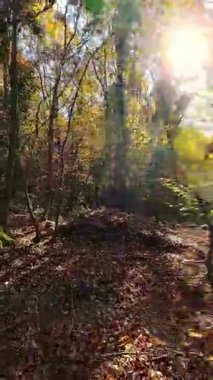 Mavi dişli bir sürücünün dikey FPV görüntüsü elektrikli bir dağ bisikleti üzerinde ağaçlık bir patikada, miğferinde güneşli, yapraklı bir orman sahnesinde benekli ışık ve yosunlu zemin ile geziniyor..